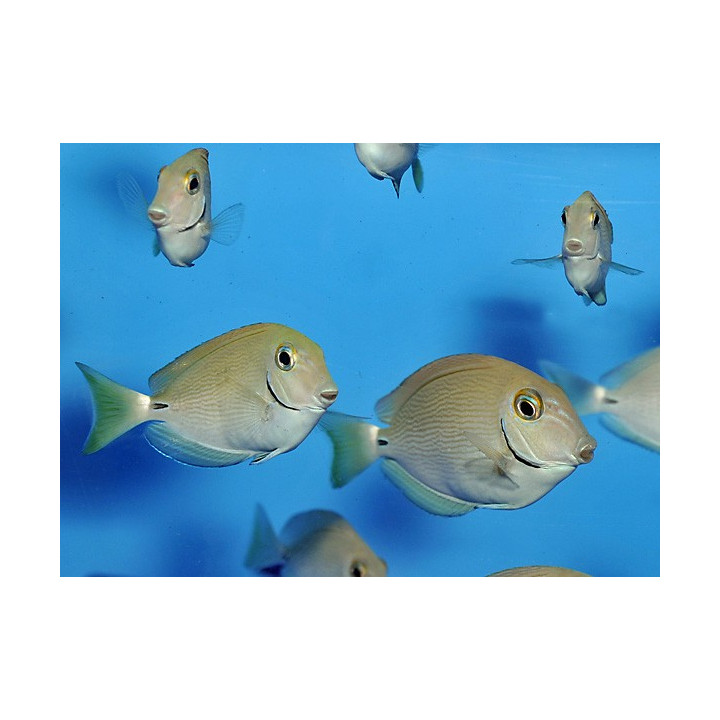 Acanthurus bahianus - Blue Face Tang