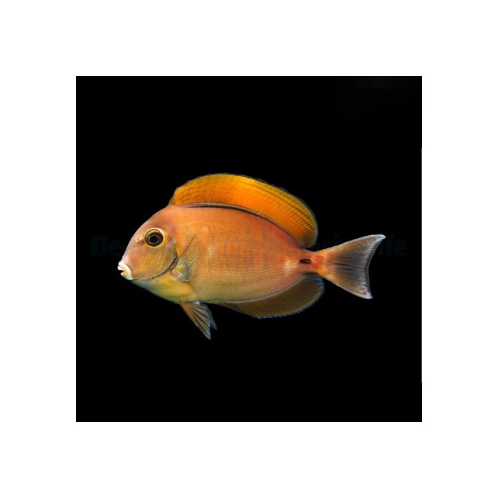 Acanthurus bariene - Pattivälskäri -