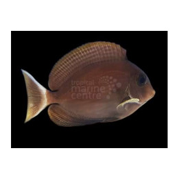 Acanthurus blochii - Ring Tail Tang