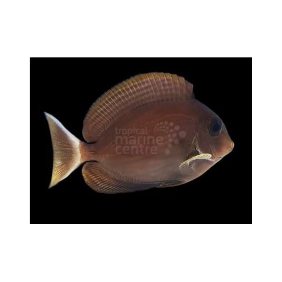 Acanthurus blochii - Ring Tail Tang