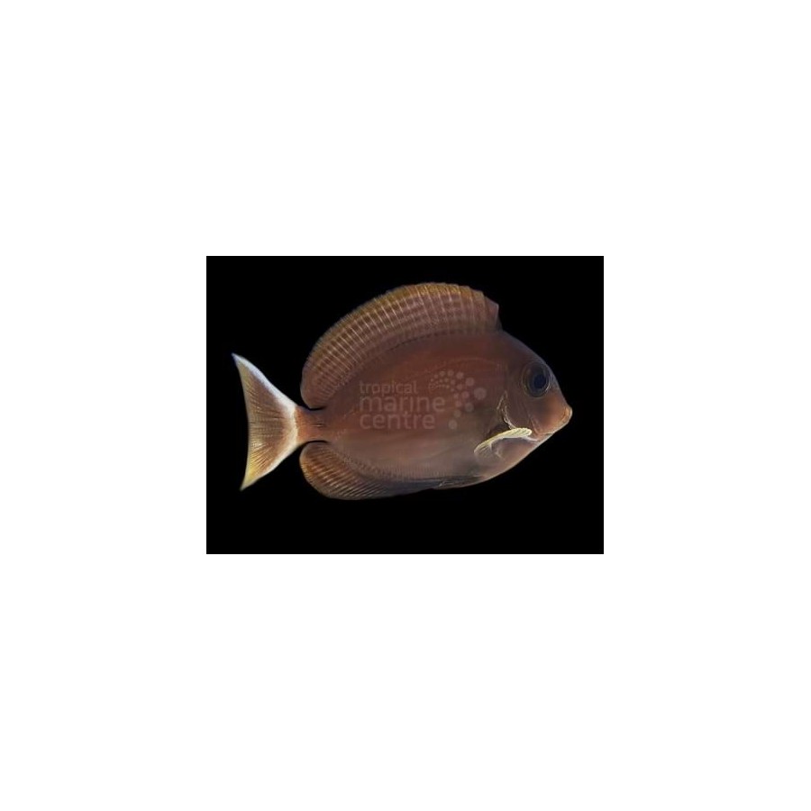 Acanthurus blochii - Ring Tail Tang