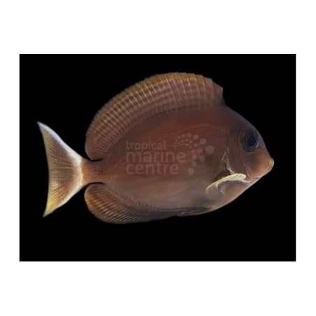 Acanthurus blochii - Ring Tail Tang