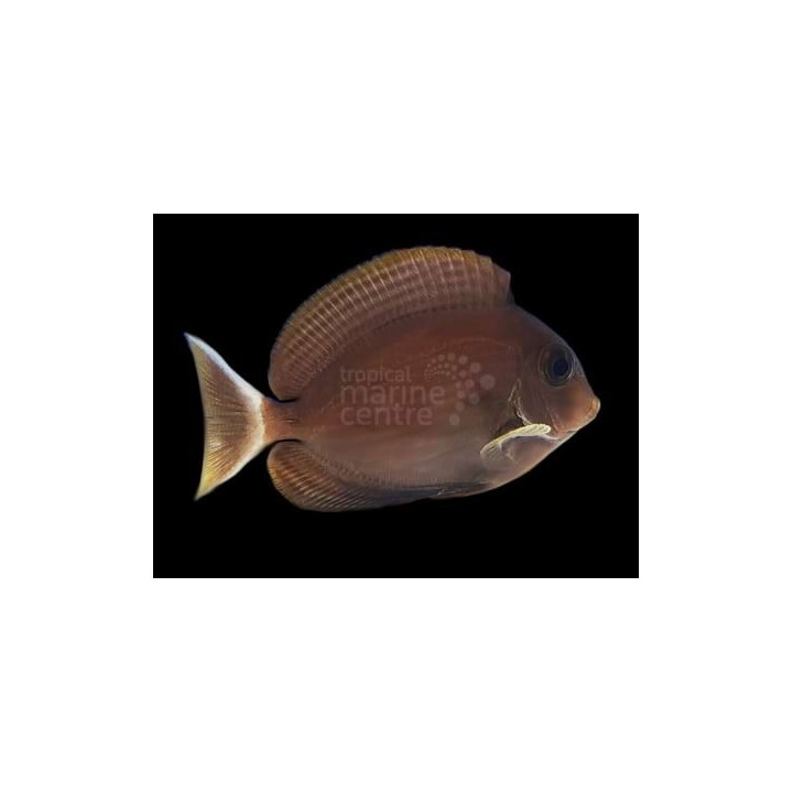 Acanthurus blochii - Ring Tail Tang