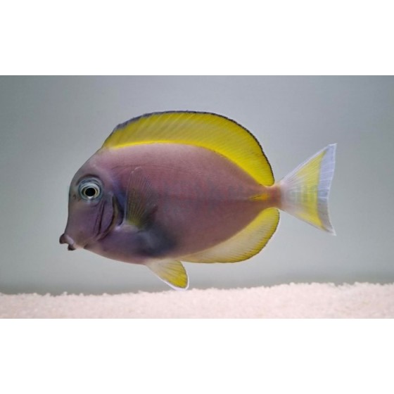 Acanthurus cf leucosternon - Kaulusvälskäri (Hybrid)