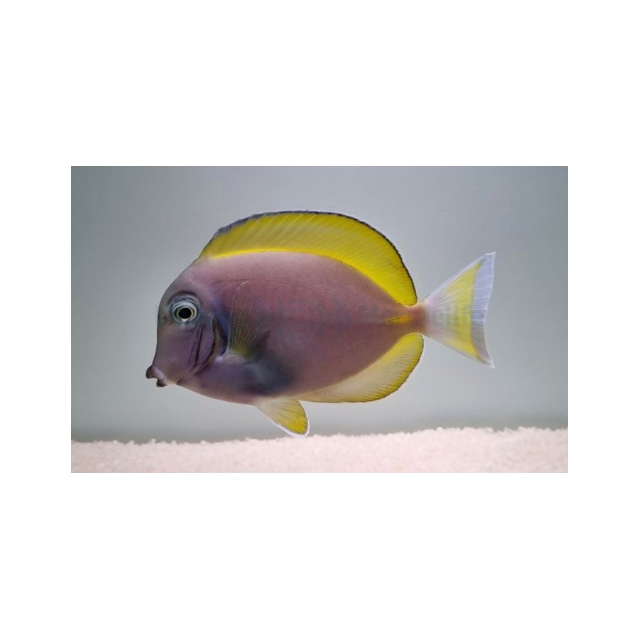 Acanthurus cf leucosternon - Kaulusvälskäri (Hybrid)