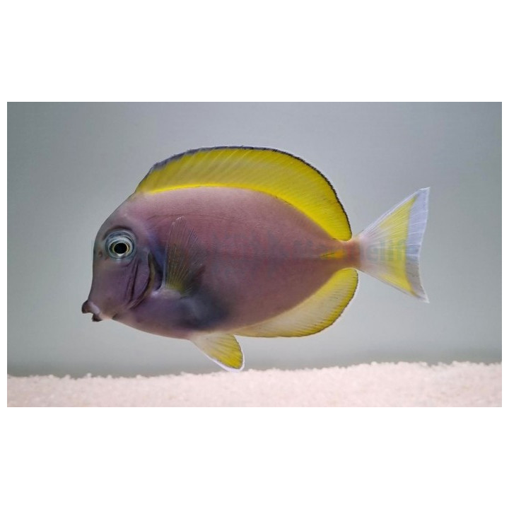 Acanthurus cf leucosternon - Kaulusvälskäri (Hybrid)