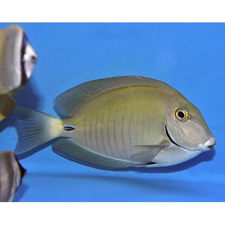 Acanthurus chirurgus - Caribbean Reef Tang