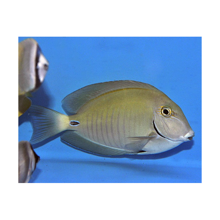 Acanthurus chirurgus - Caribbean Reef Tang
