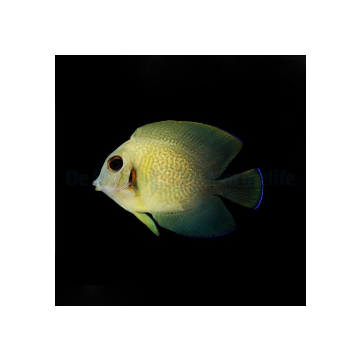 Acanthurus Chronixis -