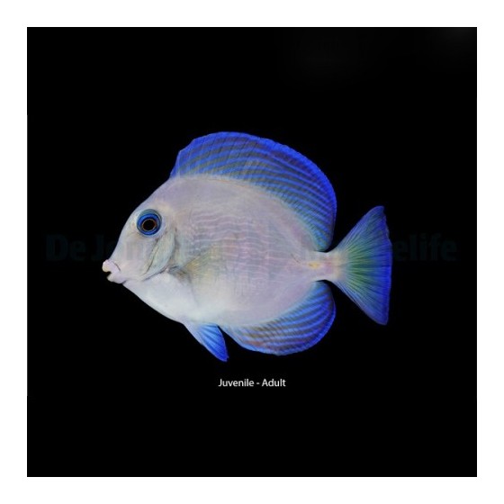 Acanthurus coeruleu - Caribbean Blue/Yellow Tang