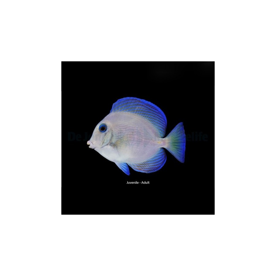 Acanthurus coeruleu - Caribbean Blue/Yellow Tang