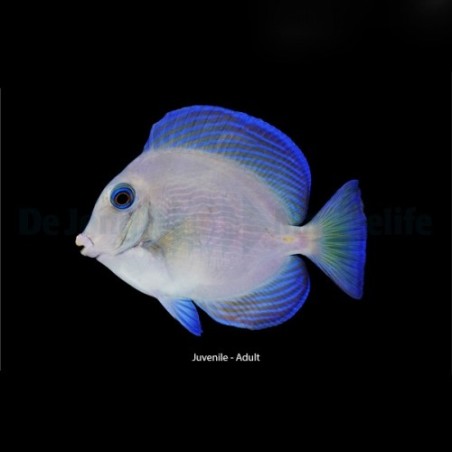 Acanthurus coeruleu - Caribbean Blue/Yellow Tang