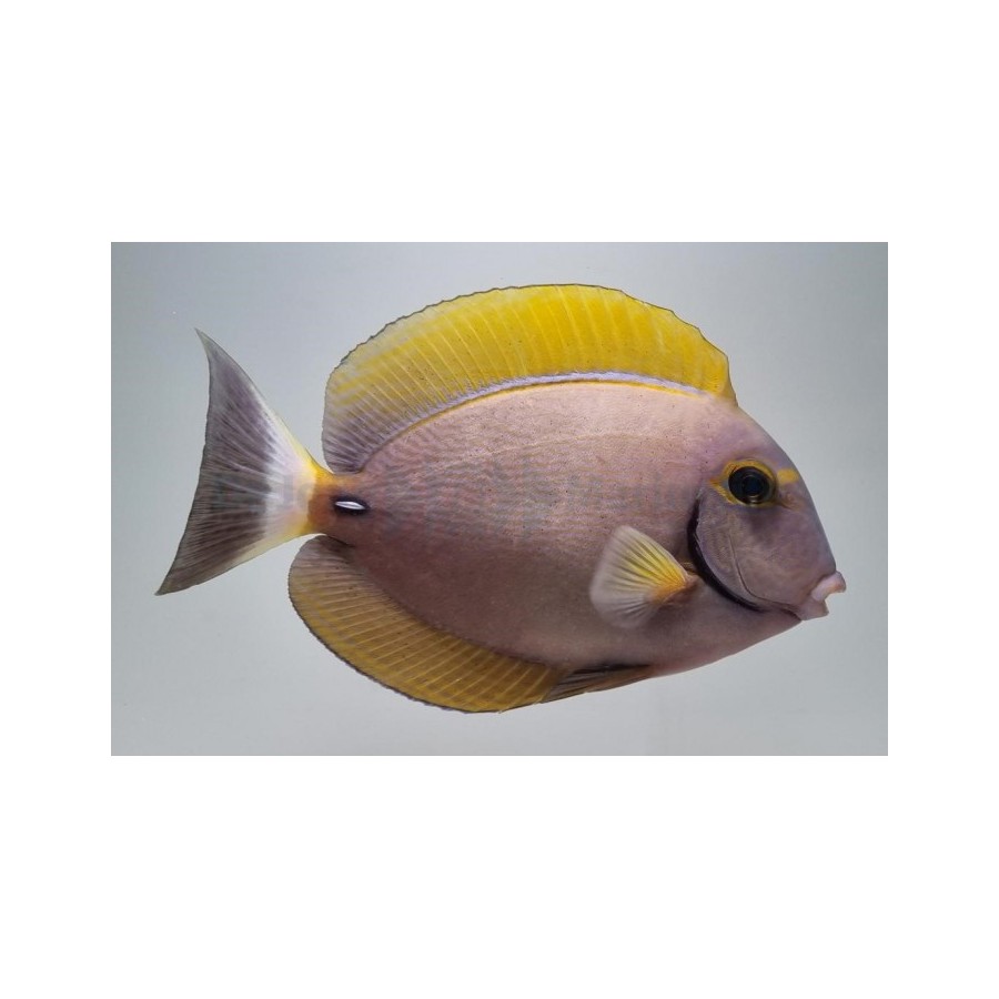 Acanthurus dussumieri, Hawajinvälskäri