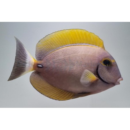 Acanthurus dussumieri, Hawajinvälskäri