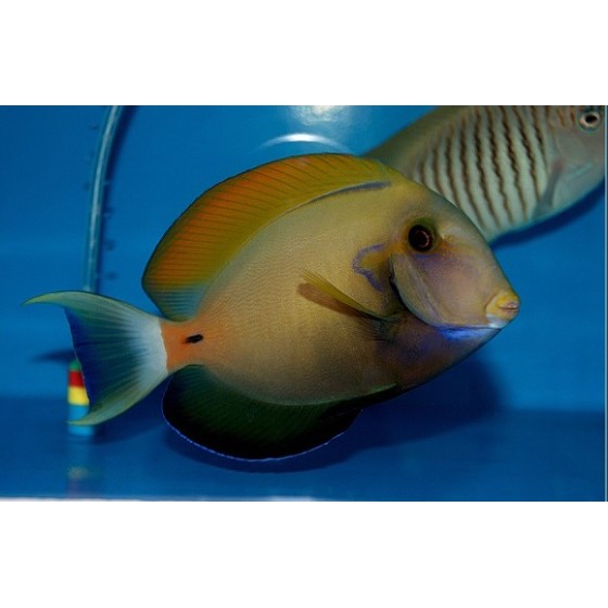 Acanthurus fowleri - Horseshoe Tang