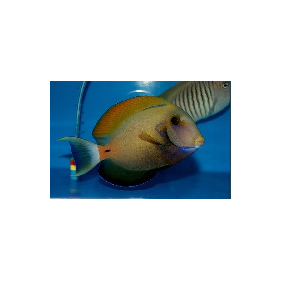 Acanthurus fowleri - Horseshoe Tang