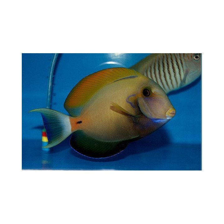 Acanthurus fowleri - Horseshoe Tang