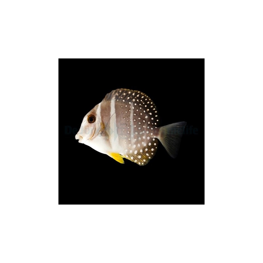 Acanthurus guttatus - Jewel Tang