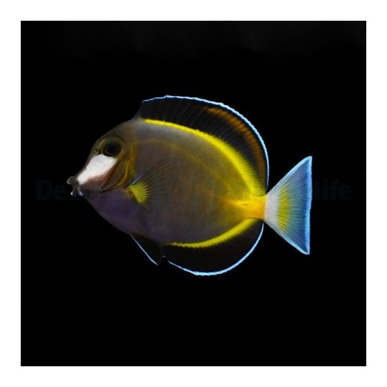 Acanthurus japonicus - Pastellivälskäri