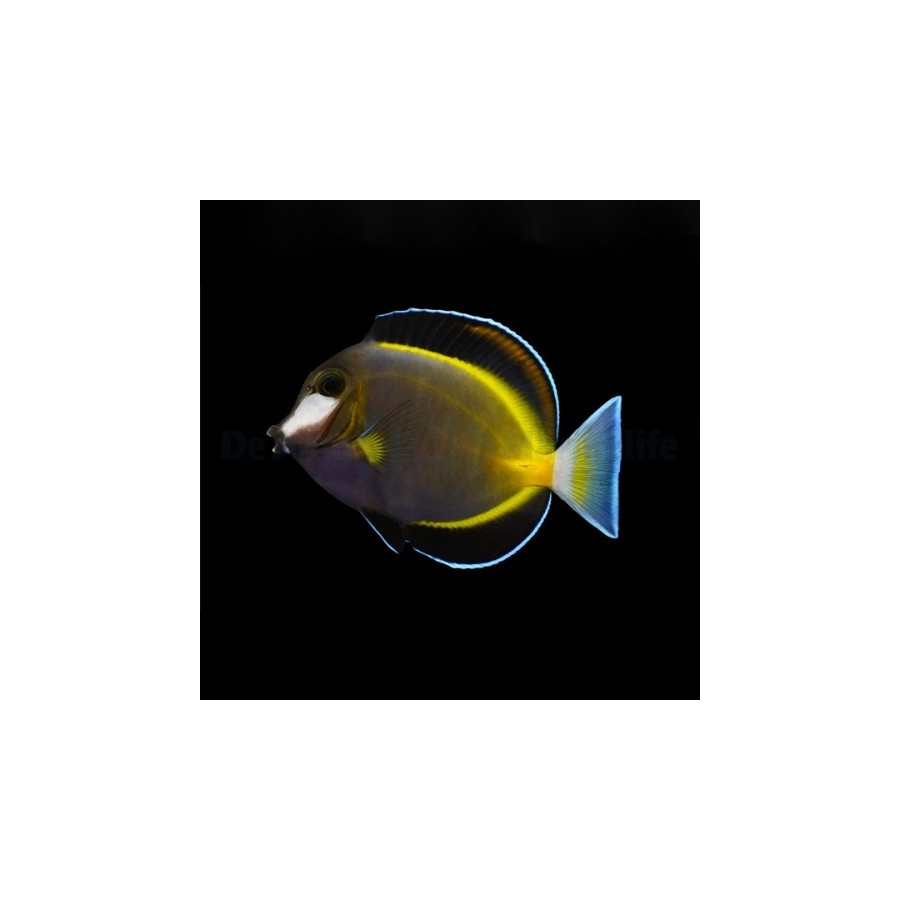 Acanthurus japonicus - Pastellivälskäri