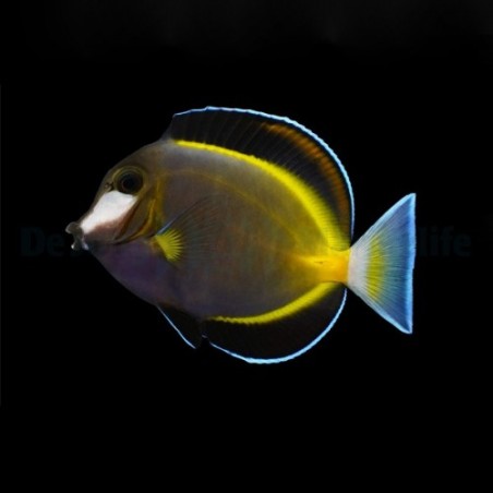 Acanthurus japonicus - Pastellivälskäri