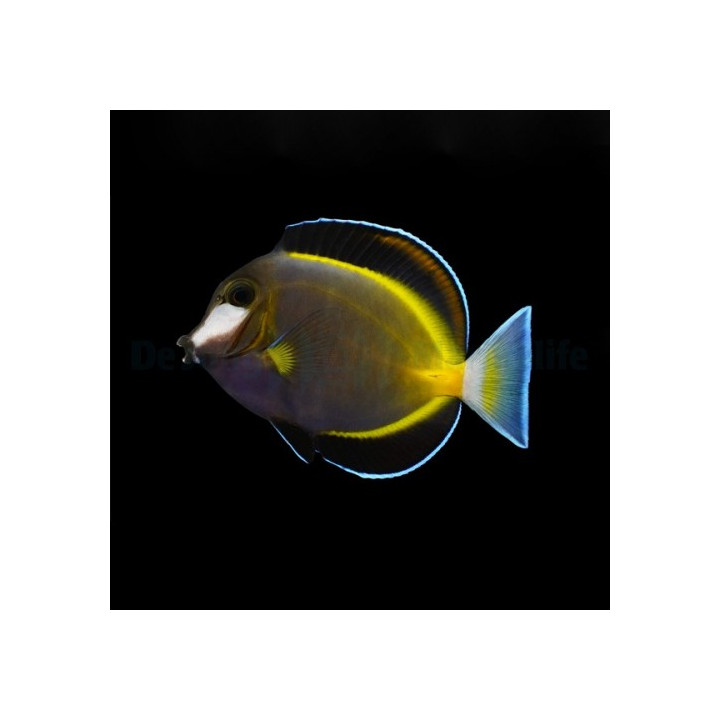 Acanthurus japonicus - Pastellivälskäri