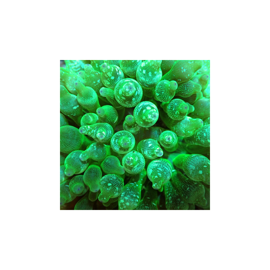 Entacmaea quadricolor – vihreä kuplavuokko merivesiakvaarioon