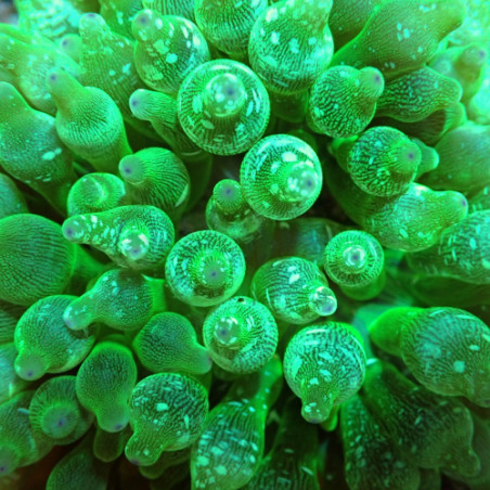 Entacmaea quadricolor - kuplavuokko, vihreä