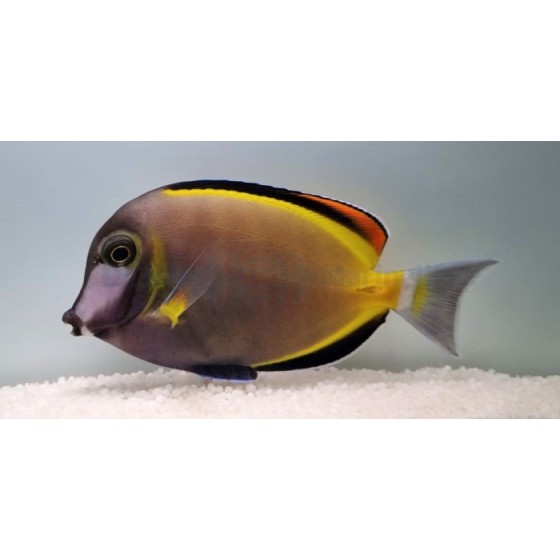 Acanthurus japonicus - Pastellivälskäri