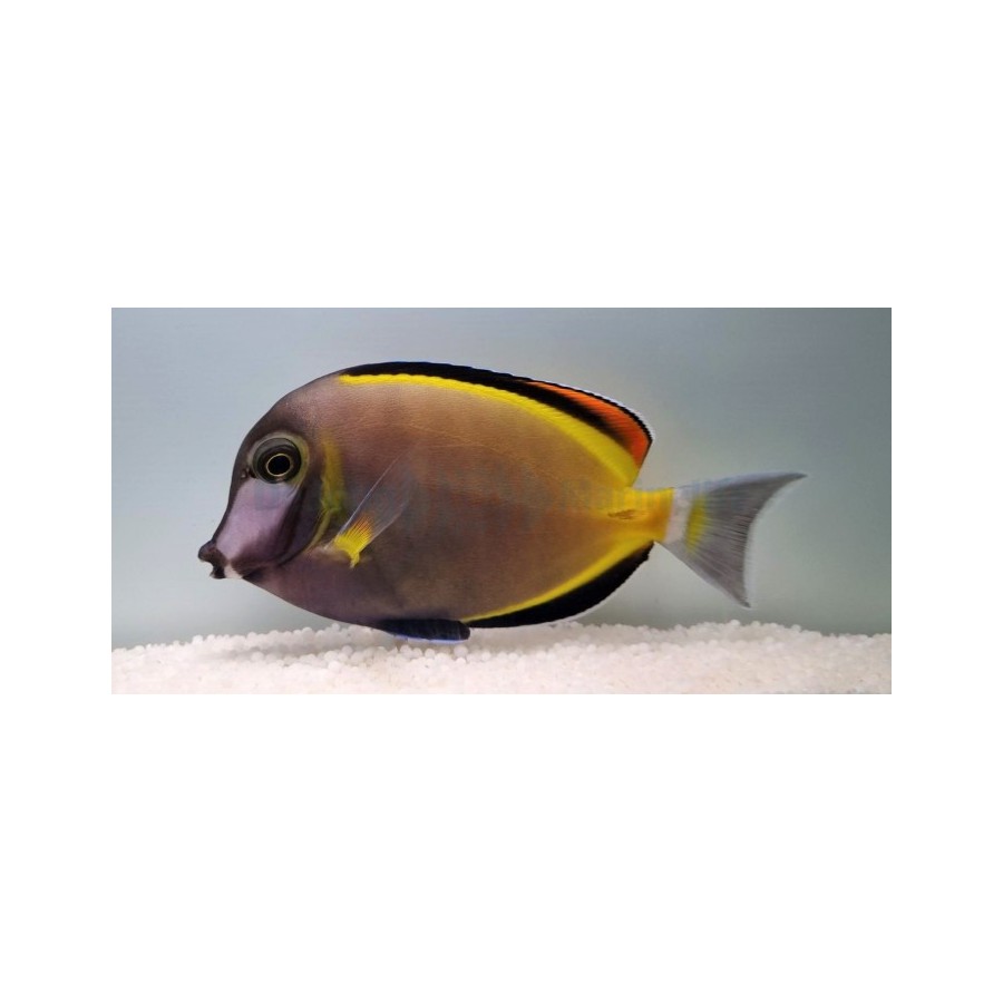 Acanthurus japonicus - Pastellivälskäri