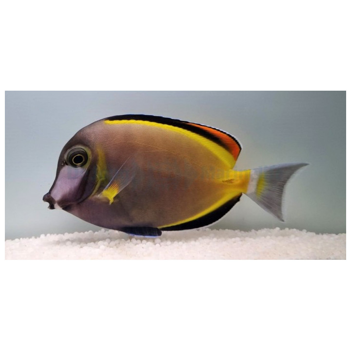 Acanthurus japonicus - Pastellivälskäri