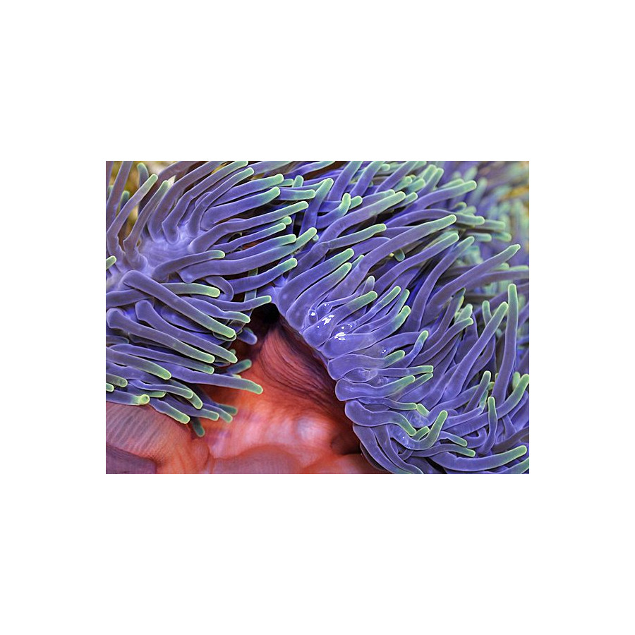 Heteractis magnifica - merivuokko vuokkokaloille