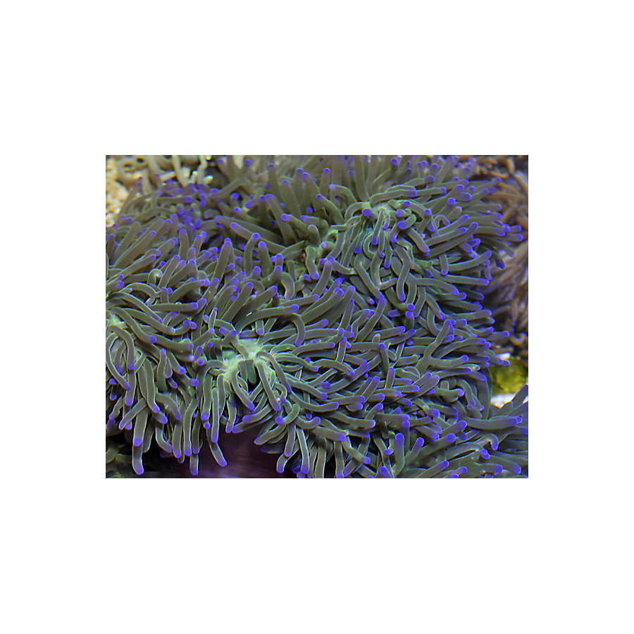 Heteractis magnifica - merivuokko vuokkokaloille