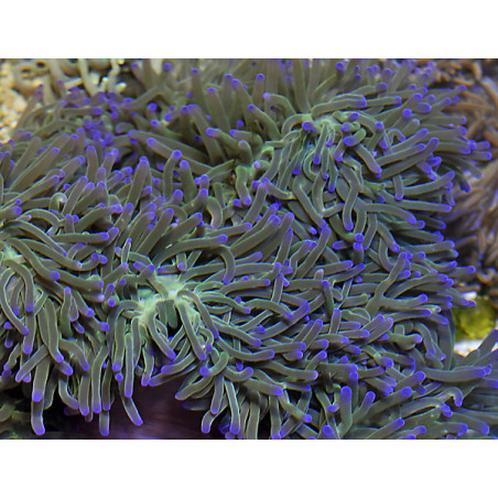 Heteractis magnifica - ritteri anemone