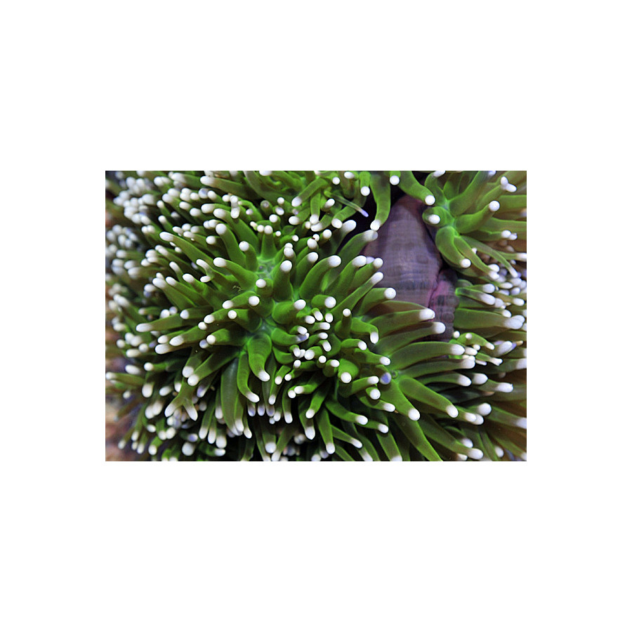 Heteractis magnifica - merivuokko vuokkokaloille