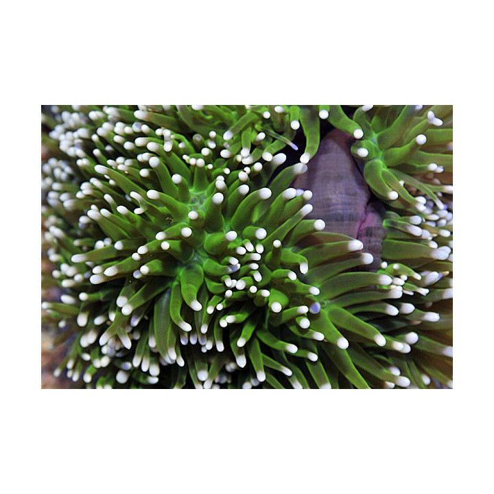 Heteractis magnifica - merivuokko vuokkokaloille