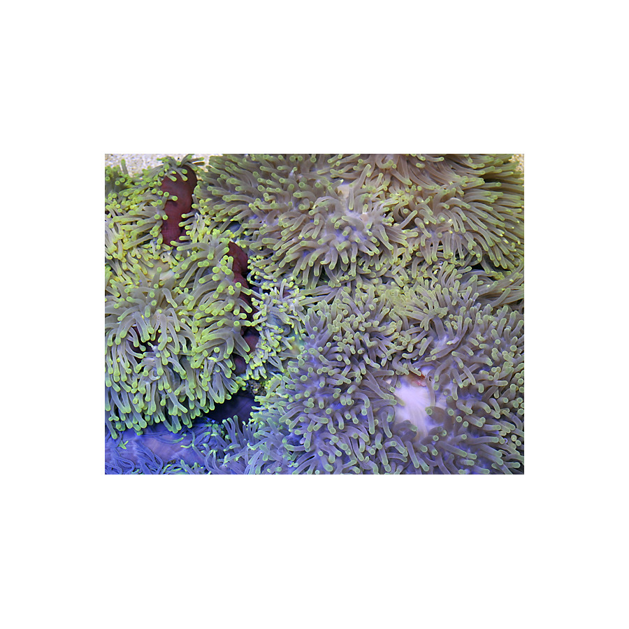 Heteractis magnifica - merivuokko vuokkokaloille