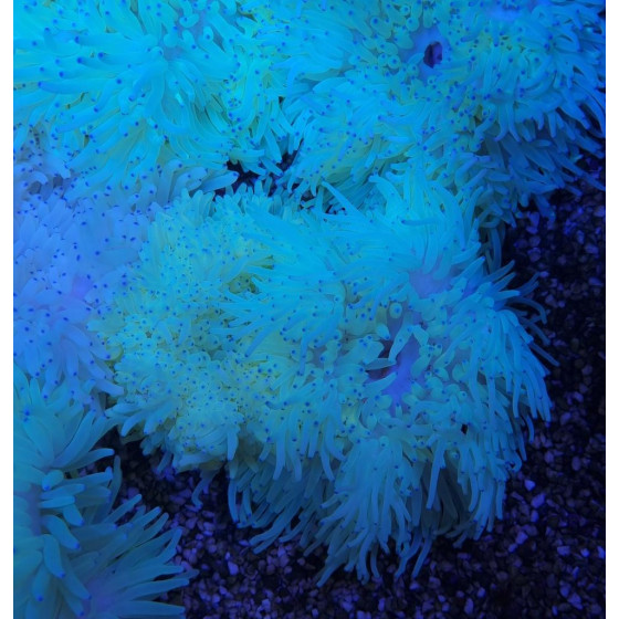 Heteractis crispa
