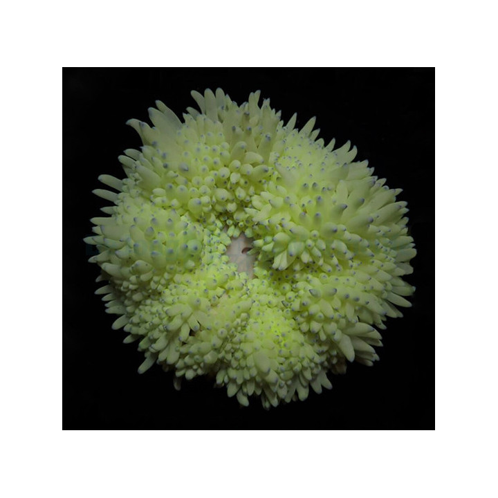 Heteractis crispa