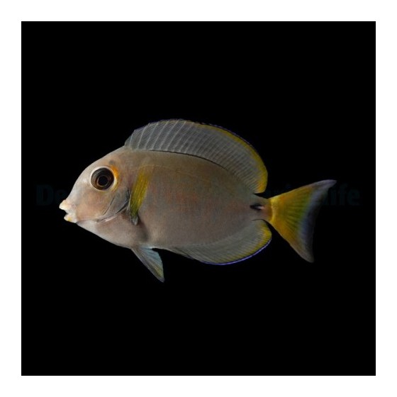 Acanthurus leucocheilus - Pale Lip Tang