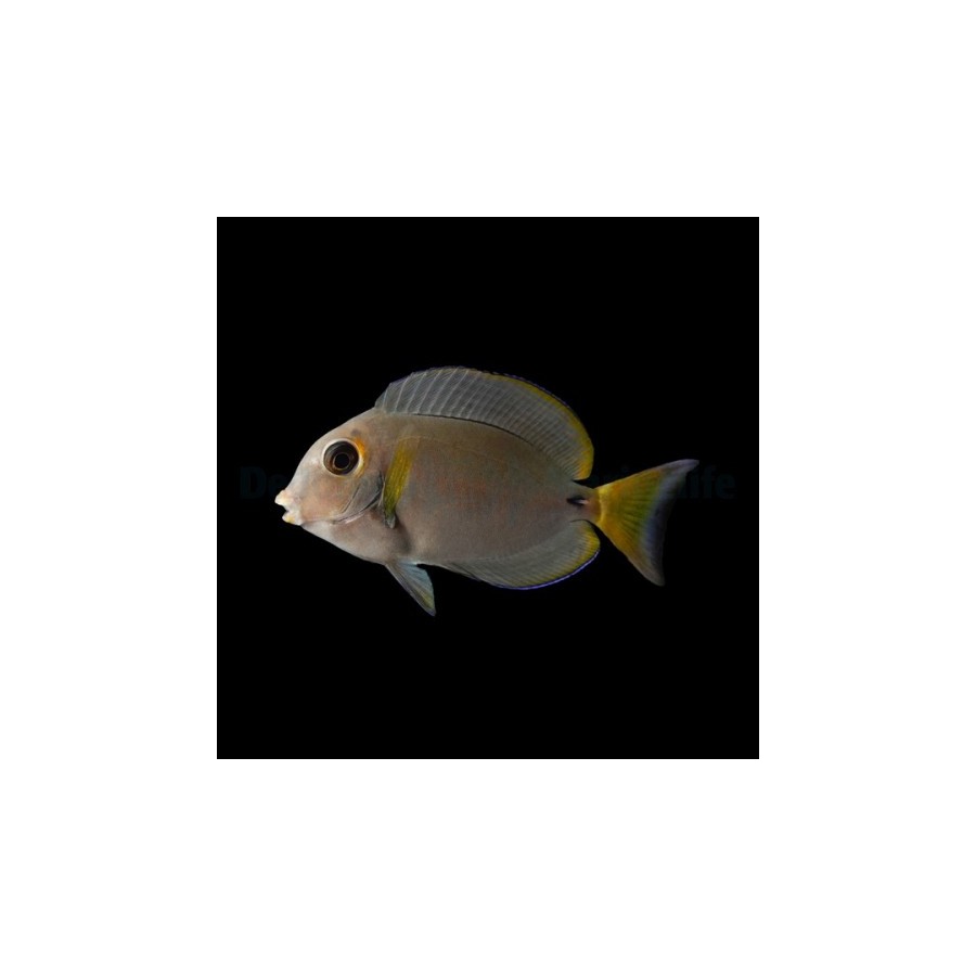 Acanthurus leucocheilus - Pale Lip Tang