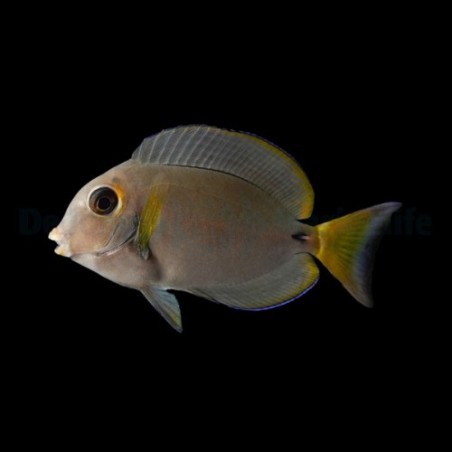 Acanthurus leucocheilus - Pale Lip Tang