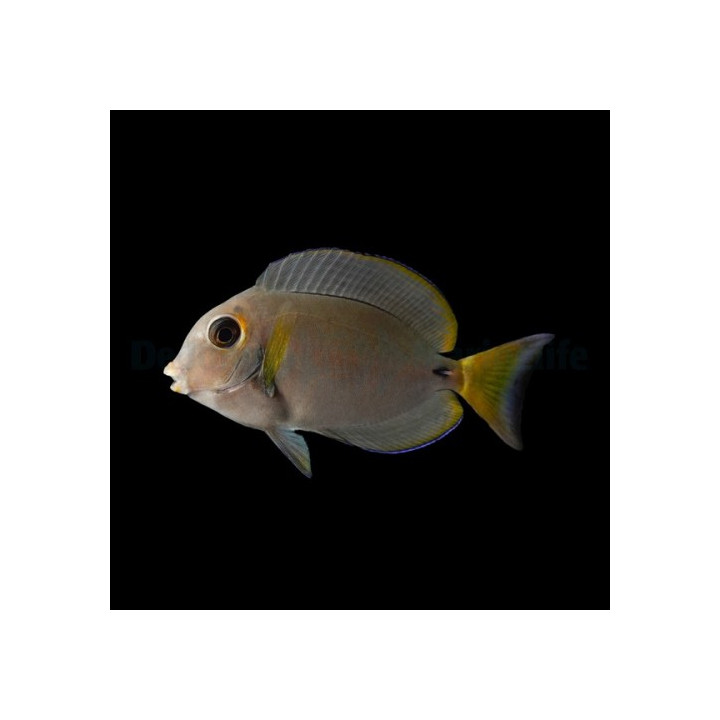 Acanthurus leucocheilus - Pale Lip Tang