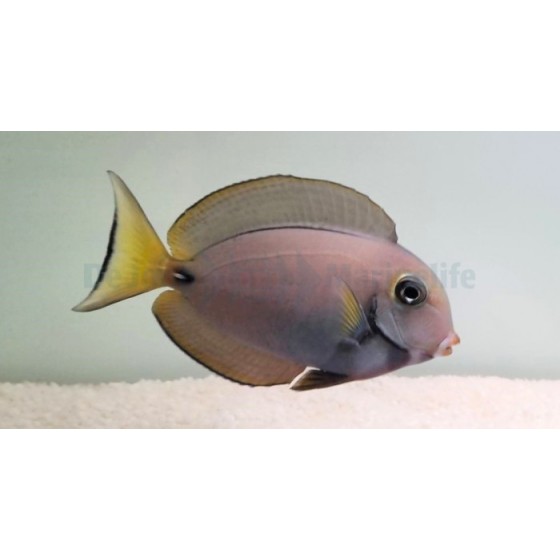 Acanthurus leucocheilus - Pale Lip Tang