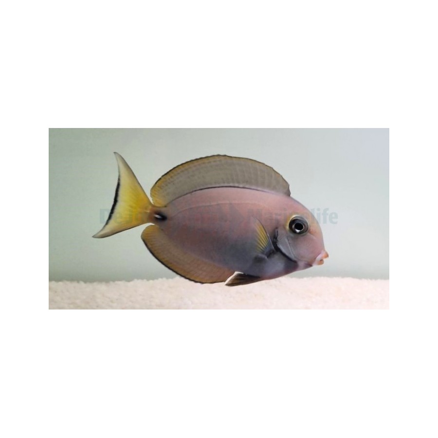 Acanthurus leucocheilus - Pale Lip Tang