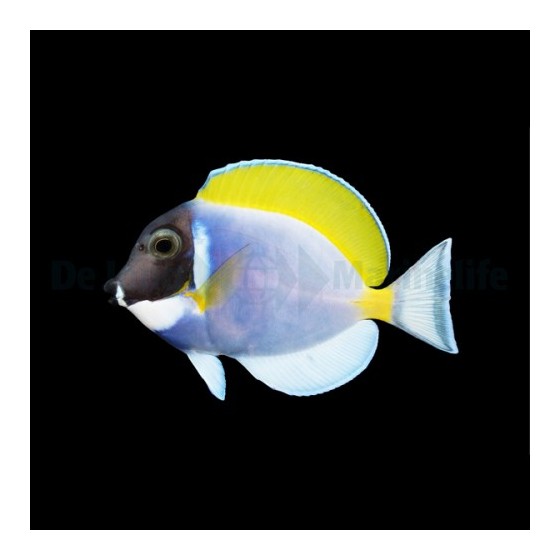 Acanthurus leucosternon