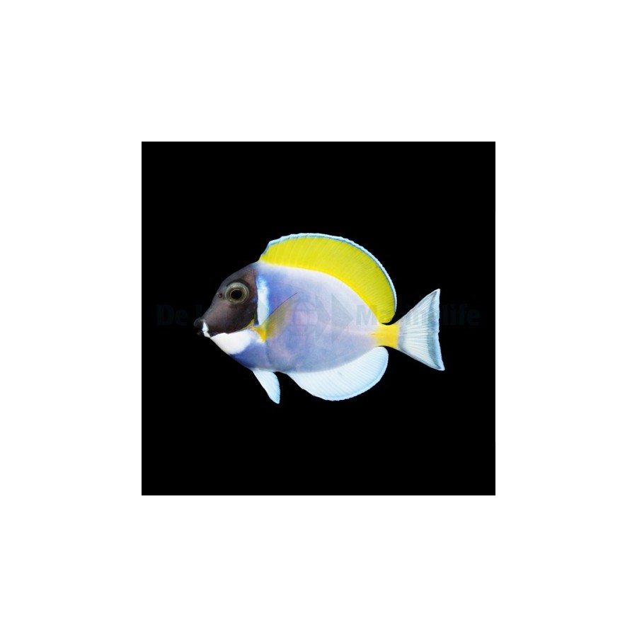 Acanthurus leucosternon