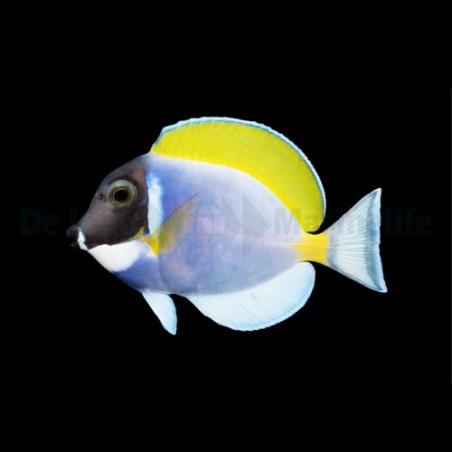 Acanthurus leucosternon