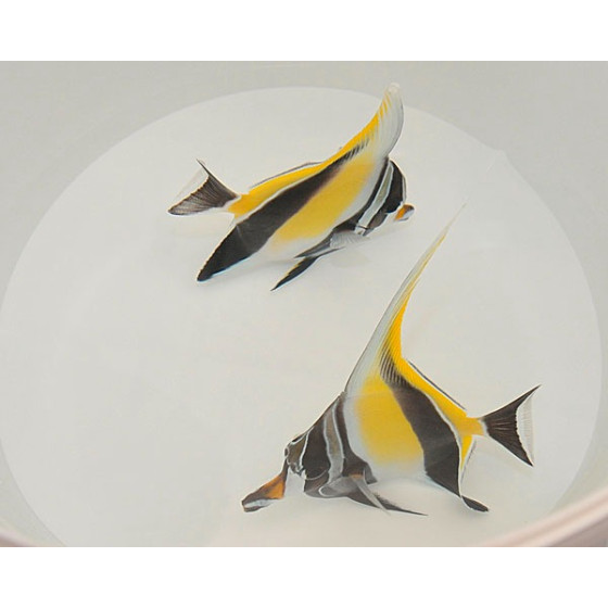 Sarvikala (Zanclus cornutus) – Näyttävä merivesiakvaariokala kokeneille harrastajille