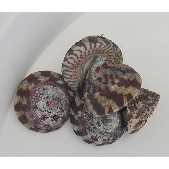 Trochus histrio – Banded Trochus Snail | Reef safe levänsyöjä akvaarioon